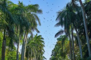 Riesige Fledermäuse fliegen zu Hunderten am blauen Himmel zwischen Palmen im Botanischen Garten.