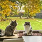 Zwei Katzen auf der Fensterbank vor einem Fenster mit Blick in einen herbstlichen Garten