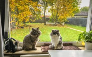 Zwei Katzen auf der Fensterbank vor einem Fenster mit Blick in einen herbstlichen Garten