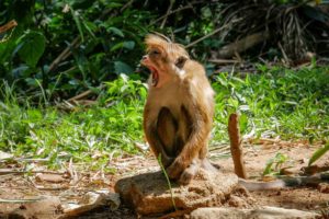 Ein brauner Affe sitzt auf dem Boden vor grünen Büschen und gähnt.