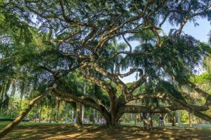 Riesiger, verschlungener Baum mit langen Luftwurzeln in einem Park.