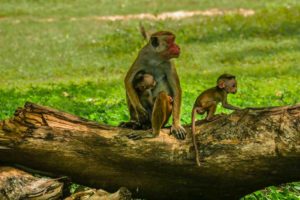 Eine Affenmutter sitzt mit zwei Affenbabys auf einem Holzstamm auf einer grünen Wiese. Endemische toque macaque (Macaca sinica).