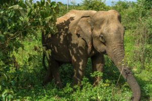 Großer Elefant bei der Nahrungssuche.