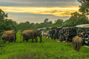 Eine Herde Asiatischer Elefanten steht in einer grünen Buschlandschaft umgeben von Bäumen neben den Jeeps einer Safari.