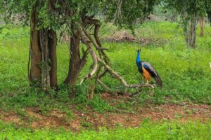 Ein bunter Pfau sitzt auf einem Ast unter einem Baum in einer grünen Buschlandschaft.