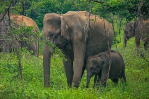 Elefanten stehen in einer savannenartige Buschlandschaft zwischen Bäumen. Elefantenmutter mit Elefantenbaby steht hinter Zweigen,