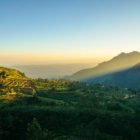 Abendsonne scheint durch ein Bergmassiv und beleuchtet einen mit Teefeldern bepflanzten Hang.