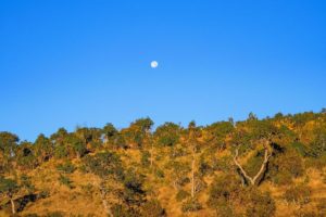 EIn Berghang mit vereinzelten Bäumen vor einem blauem Himmel, an dem tagsüber der Mond steht.