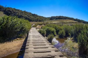 Eine einfache Brücke vor einem winzigen Wasserlauf führt durch eine Buschlandschaft