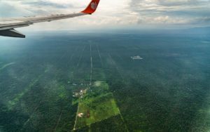 Blick aus dem Fluzeugfenster auf endlose, dunkelgrüne Palmölfelder über Borneo aus der Luft.