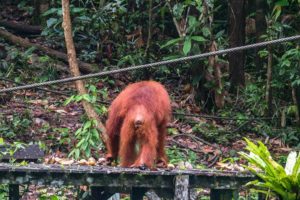 Ein Orang-Utan von hinten läuft über eine Holzplattform im Regenwald des Semenggoh Wildlife Centre und sammelt Obst auf.