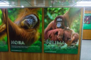 Zwei Orang-Utans auf einem Plakat im Visitor Center des Semenggho Wildlife Centre.