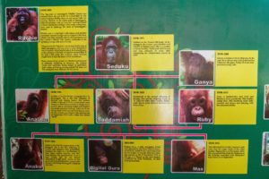 EIn Plakat mit Bildern von Orang-Utans und einer Beschreibung dazu im Besucherzentrum des Semenggho Wildlife Centre.