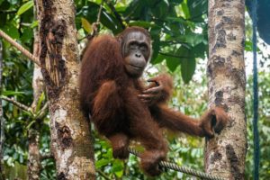 Ein Orang-Utan sitzt auf einem Seil zwischen zwei Bäumen im Semenggho Wildlife Centre.