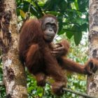 Ein Orang-Utan sitzt auf einem Seil zwischen zwei Bäumen im Semenggho Wildlife Centre.