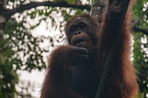 Ein Orang-Utan sitzt nachdenklich im Baum des Regenwaldes im Semenggho Wildlife Centre