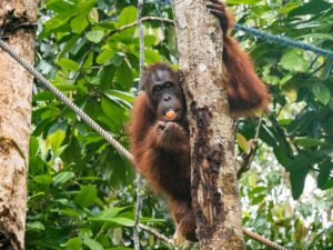 Ein Orang-Utan sitzt auf einem Baum im Regenwald im Semenggho Wildlife Centre und frisst eine Ei.