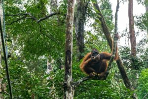 Ein Orang-Utan sitzt auf einem Ast im Regenwald und frisst Bananen aus seiner Hand.