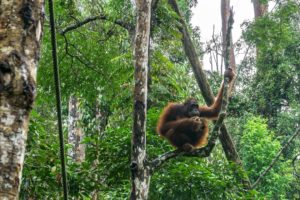 Ein Orang-Utan sitzt mit Bananen in der Hand auf einem Baum im Regenwald.