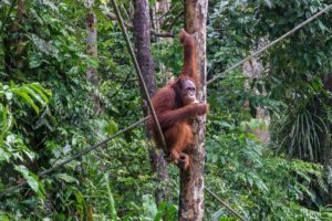 Ein Orang-Utan sitzt in Seilen zwischen den tropischen Bäumen des Semenggho Wildlife Centre.