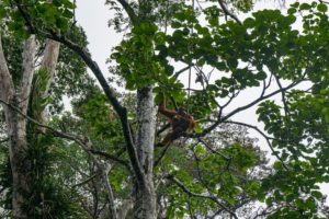 Ein Orang-Utan sitzt auf einem Baum im Regenwald.