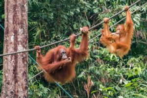 Zwei Orang-Utans hängen an Seilen im Regenwald und fressen Bananen und Eier.