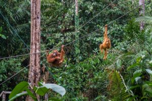 Zwei Orang-Utans hängen an Seilen im Regenwald des Semenggho Wildlife Centres