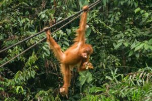 Ein junger Orang-Utan hängt an einem Arm und einem Bein an Seilen im Regenwald und frisst Bananen.