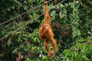 Ein Orang-Utan-Jungtier baumelt an einer Hand an einem Seil im Regenwald von Borneo.