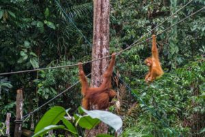 Ein Orang-Utan-Baby und seine Mutter klettern an Seilen im Urwald herum.