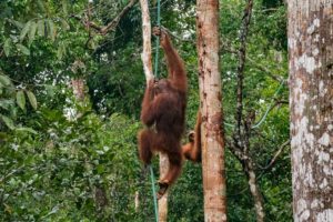 Zwei Affen hangeln sich von Baum zu Baum im Regenwald des Semenggho Wildlife Centre.