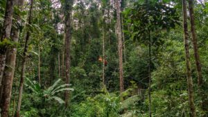 Zwei Orang-Utans hängen hoch in den Bäumen des Regenwaldes im Semenggho Wildlife Centre an einem Seil.