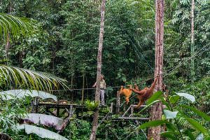 Eine Orang-Utan-Mutter mit Orang-Utan-Baby hangeln an Seilen zu einer Holzplattform, auf der ein Pfleger im Regenwald des Semenggoh Wildlife Centre steht.