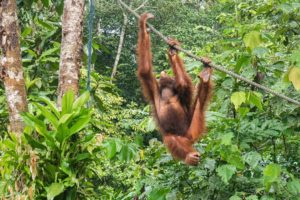 Ein Orang-Utan hängt mit drei Beinen an einem Seil zwischen den Bäumen des Regenwaldes, im Mund hat er ein Ei.