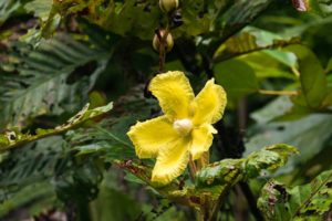 Eine gelbe Blüte vor der den Bäumen im Regenwald des Semenggho Nature Reserve.