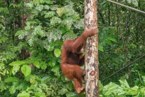 Ein rotbrauner Orang-Utan klettert an einem Baumstamm im Regenwald hinab.