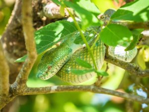 Eine grüne Schlange sitzt in einem Busch im Bako Nationalpark.