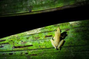 Ein kleiner Frosch sitzt auf einem großen grünen Blatt.