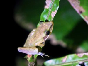 Ein kleiner Frosch sitzt bei der Nachtwanderung auf einem Blatt.