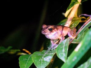 Ein Frosch sitzt auf einem Blatt, seine Schallblase ist aufgebläht.