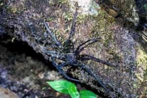 Eine riesige blaue Spinne ist im Unterholz bei der Nachtwanderung zu sehen.