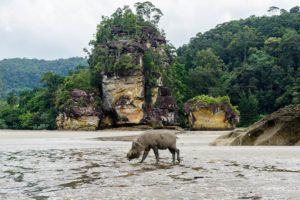 Ein Bartschwein steht bei Ebbe vor schönen Felsen am Strand des Bako Nationalparks.