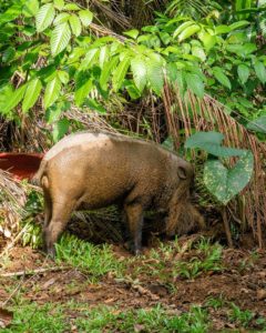 Ein wildes Schwein steht im Gebüsch des Regenwaldes und gräbt den Boden um.