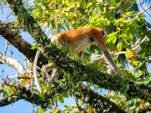 Ein Nasenaffe läuft im Bako Nationalpark über die Äste der Bäume.