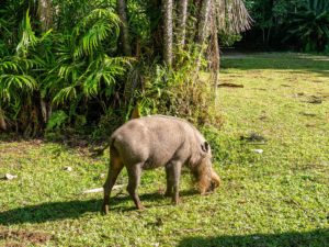 Ein behaartes Schwein steht in der Sonne auf einer Wiese und frisst.
