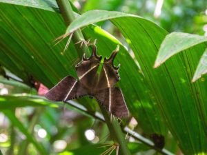 Ein großer Schmetterling sitzt kopfüber auf einer Pflanze.
