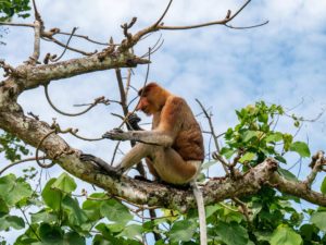 Ein Nasenaffe sitzt im Bako Nationalpark im Baum und frisst.