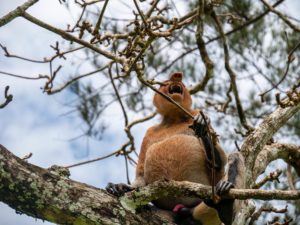 Ein Nasenaffe sitzt auf einem Baum und brüllt.