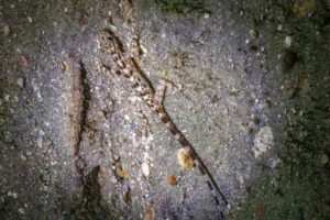 Ein kleiner Gecko liegt in der Nacht auf dem Steinboden.