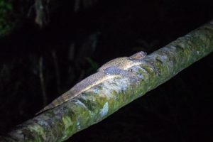 Eine Echse liegt bei der Nachtwanderung auf einem Baumstamm im Regenwald.